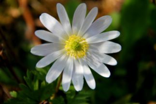 Hvid Balkan anemone
